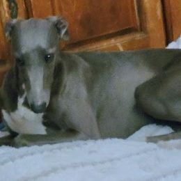 Whippet puppies from Amulet Charm