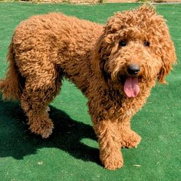 Maggie - Goldendoodle