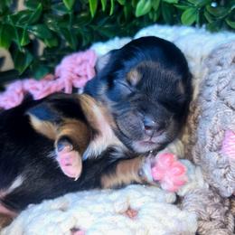 Miss Aura - Black tri female Toy Australian Shepherd puppy in Dolan Springs, Arizona from High Desert Companions