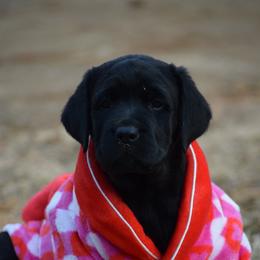 Black female - Pink - Black female Labrador Retriever puppy in Edgefield, South Carolina from Backwoods Pond Labradors LLC