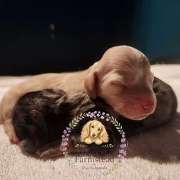Dachshund puppies from Forest Farmstead Dachshunds