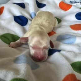 Harp - Cream female Dachshund puppy in Wolf Lake, Indiana from Canisteo Dachshunds