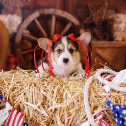 Pembroke Welsh Corgi Puppies from Big Sky Corgis