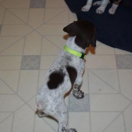 Neon yellow - Liver and white female German Shorthaired Pointer puppy in Riverdale, Michigan from Ninemire Farm