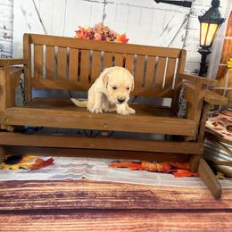 Girl 4 (Argus) (mint collar) - Light golden female Golden Retriever puppy in Hubbard, Ohio from Whickering Pines Golden Retrievers