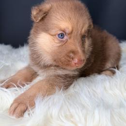 Heist - Liver male German Shepherd puppy in Lebanon County, Pennsylvania from Regalimage