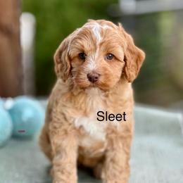 Sleet - Caramel red female Australian Labradoodle puppy in Anderson, California from Shaggy Doodles