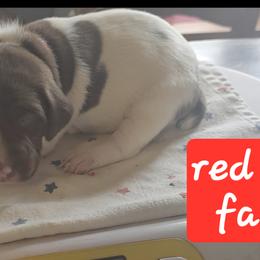 Red girl - White and liver female German Shorthaired Pointer puppy in Dahlonega, Georgia from Pointer Mountain Bird Dogs