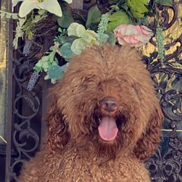 Stella - Poodle