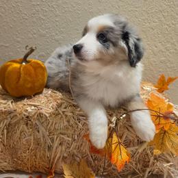 Steele - Blue merle male Miniature American Shepherd puppy in Bristol, Tennessee from Riverstone Aussies