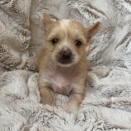 Joni Mitchell - White and chocolate female Chinese Crested puppy in Temecula, California from SoCal Chinese Crested