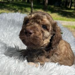 Honey - Sable female Aussiedoodle puppy in Clarkston, Washington from Doodle & Poodle Palace