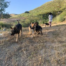 German Shepherd Puppies from Four Pines Ranch