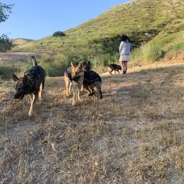 German Shepherd Puppies from Four Pines Ranch