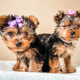 Yorkshire Terriers from Bella's Beautiful Yorkies