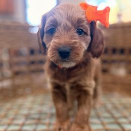 Lily orange collar - Apricot female Goldendoodle puppy in Shingle Springs, California from Creamy Retrievers