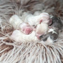 Shih Tzu puppies from House of Paws Heritage Nursery