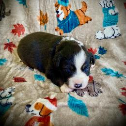 Coffee - Black tri-color male Australian Shepherd puppy in Brookfield Township, Ohio from AussieLand Shepherds