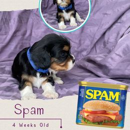 Spam - Tri-color male Cavalier King Charles Spaniel puppy in Kapaa, Hawaii from Hanai Cavaliers