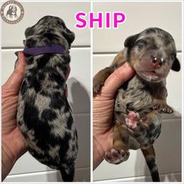 Ship - Blue merle female Bernedoodle puppy in Banner Elk, North Carolina from Walnut Tree Bernedoodles