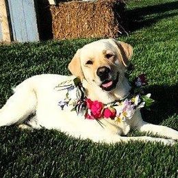 Labrador Retriever All Grown Up from Beach Bum Labradors