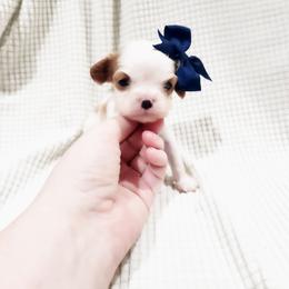 Velvet - Blenheim female Cavalier King Charles Spaniel puppy in Wilburton, Oklahoma from My Kids Kennel