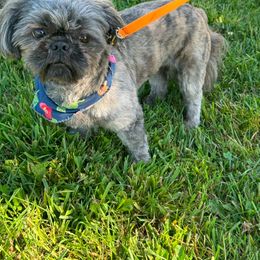 Ricky - Shih Tzu