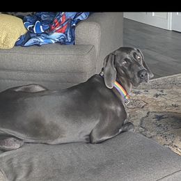 Lyla  - Weimaraner
