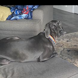 Lyla  - Weimaraner