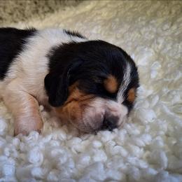Ford - Black brown and white male Basset Hound puppy in Mack's Creek, Missouri from Mack's Creek Basset Hounds