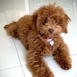 Poodles from Gigi’s Toy Poodle