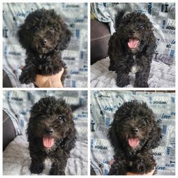 Boy 2 - Sable male Goldendoodle puppy in Plymouth, Utah from Country Sunshine