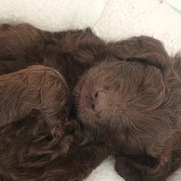 Stanley - Chocolate male Goldendoodle puppy in Portland, Oregon from Sandy Creek Bernedoodles