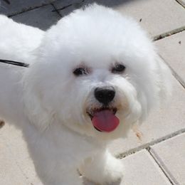 Sky - Bichon Frise