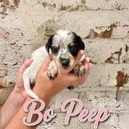 Bo Peep - Piebald female Dachshund puppy in Waco, Georgia from Huff Family Doxies & Doodles