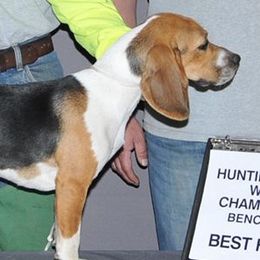 Beagles from Touchstone Beagles