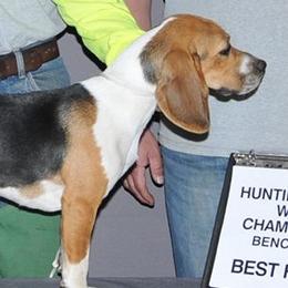 Beagles from Touchstone Beagles