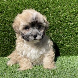Cockapoo Puppies from Puppie Poos 4 U