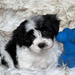 Havanese and Pug Puppies from Casa Blanca Pugs & Mardi Gras Havanese