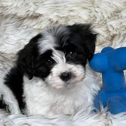 Havanese and Pug Puppies from Casa Blanca Pugs & Mardi Gras Havanese