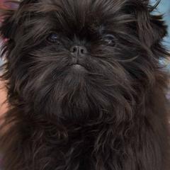 Affenpinschers from Coachlight