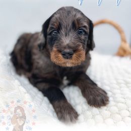 Patriot - Merle male Goldendoodle puppy in California City, California from Summer Sun Doodles