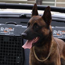 Belgian Malinois, Dutch Shepherds, and German Shepherds from Andy's Elite K9