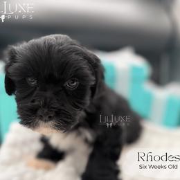 Rhodes - Black and white male Shorkie puppy in Scottsdale, Arizona from Lil Luxe Pups