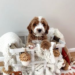 Grumpy - Red  male Goldendoodle puppy in Payson, Utah from The Puppy Nest