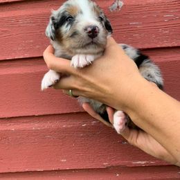 Australian Shepherd Puppies from Auspicious Australian Shepherds