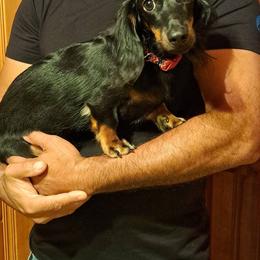 1,000.. Jaxson - Black and tan male Dachshund puppy in Winter Haven, Florida from Gateway 2 Little Paws