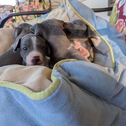 Boy 3 - Blue male Italian Greyhound puppy in Frederick, Maryland from Celeste Italian Greyhounds
