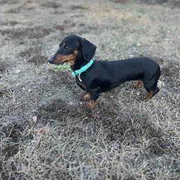 Eliana - Dachshund