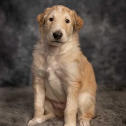 Borzoi Puppies from Luxor Borzoi